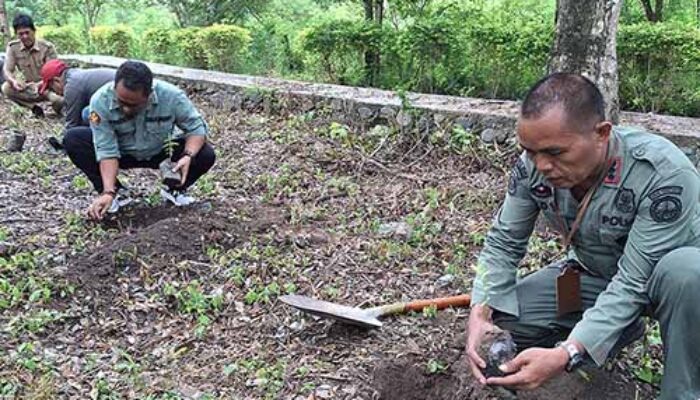 Pohon Cendana sebagai Simbol Pelestarian Alam di Sulawesi Tengah