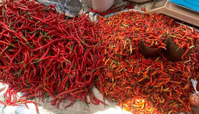 Pasokan Melimpah, Harga Cabai di Palu Turun Drastis