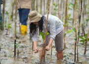 Mangrove IMIP Jadi Pelindung Alami Pantai dari Abrasi dan Perubahan Iklim