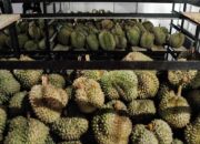 Parigi Moutong Disiapkan Jadi Sentra Durian Terbesar Dunia