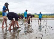 P2MO Lindungi Pesisir Parigi Moutong dengan Mangrove