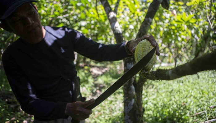 Sulteng Dorong Investasi Kakao, Gandeng Fuji Oil dan UGM