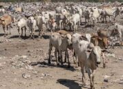 Belum Ada Kasus PMK di Sigi, Peternak Tetap Waspada