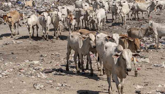 Belum Ada Kasus PMK di Sigi, Peternak Tetap Waspada