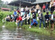 Pemprov Sulbar Tebar 50 Ribu Benih Nila di Sungai