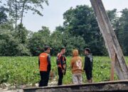 Hilang Diterkam Buaya, Warga Morowali Utara Belum Ditemukan