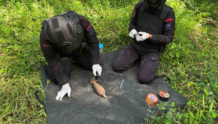 Brimob Musnakan Mortir Aktif yang Ditemukan Warga Tolitoli