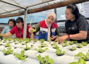 Pertamina Berdayakan Ibu Rumah Tangga Lewat Program Kebun Hidroponik