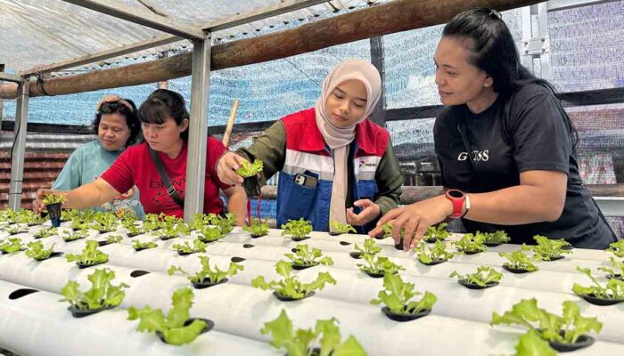 Pertamina Berdayakan Ibu Rumah Tangga Lewat Program Kebun Hidroponik