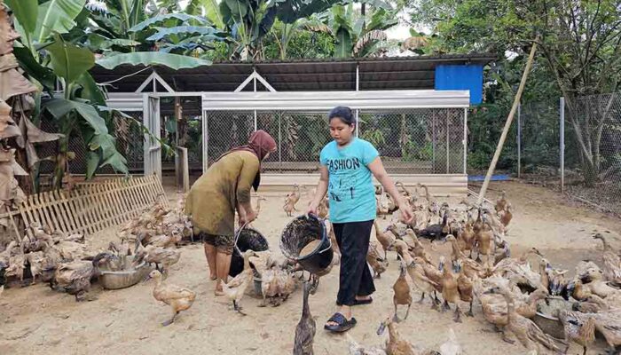 Pertamina Kembangkan Budidaya Bebek Petelur untuk Perkuat Ekonomi Desa