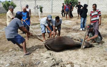 Mengenal Makna Idul Adha, Simbol Ketaatan kepada Allah SWT