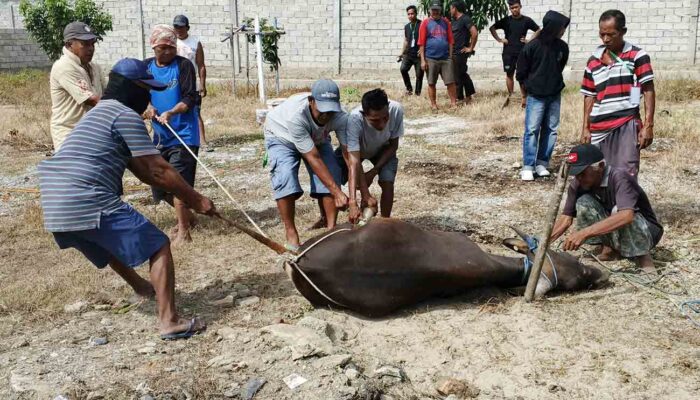 Semangat Berbagi, Pengurus Masjid Asy-Syakirin Pengawu Sembelih 12 Hewan Kurban