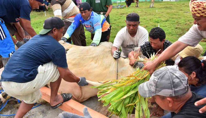 Polda dan Polres se-Sulteng Sembelih Ratusan Hewan Kurban