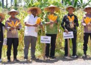 Pemkot Palu Dukung Panen Jagung Nasional Satu Juta Hektare