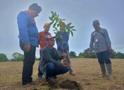 100 Pohon Mahoni Ditanam untuk Hijauhkan Situs Megalit Pokekea