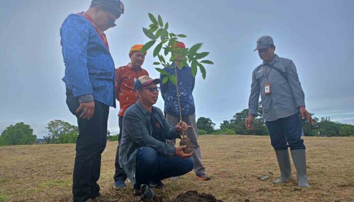 100 Pohon Mahoni Ditanam untuk Hijauhkan Situs Megalit Pokekea