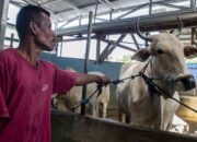 Presiden Prabowo Salurkan 985 Sapi Kurban ke Seluruh Indonesia