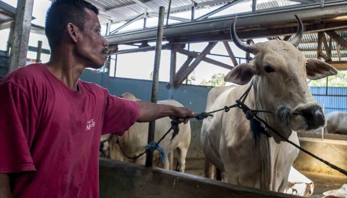 Presiden Prabowo Salurkan 985 Sapi Kurban ke Seluruh Indonesia