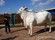 Sapi Ini Laku Rp65 Miliar dan Punya Pengawal Pribadi
