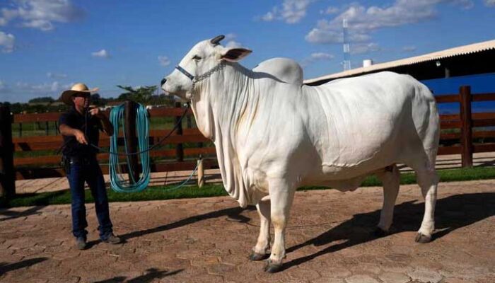 Sapi Ini Laku Rp65 Miliar dan Punya Pengawal Pribadi