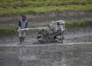 Target Surplus Beras, Sulteng Cetak Sawah Baru 10.180 Hektare