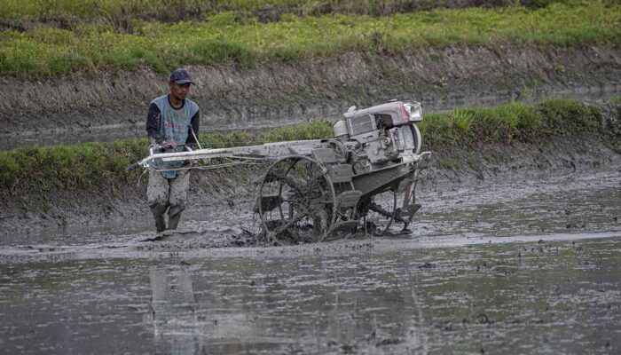 Target Surplus Beras, Sulteng Cetak Sawah Baru 10.180 Hektare