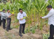 Program Ketahanan Pangan Ditjenpas Sulteng Hasilkan Jagung 450 Kg