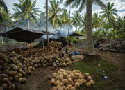 China dan India Incar Kelapa Indonesia, Termasuk dari Sulteng