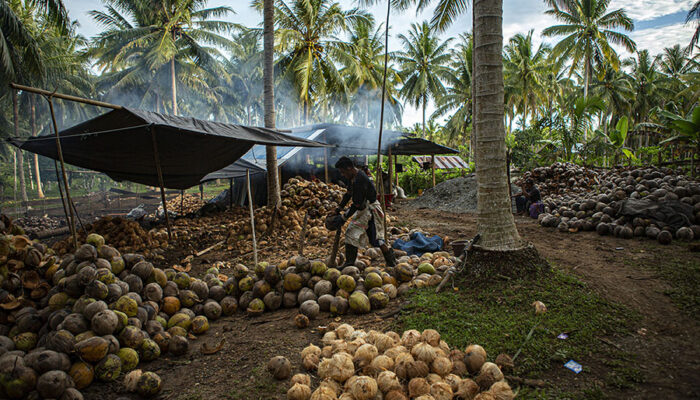 China dan India Incar Kelapa Indonesia, Termasuk dari Sulteng
