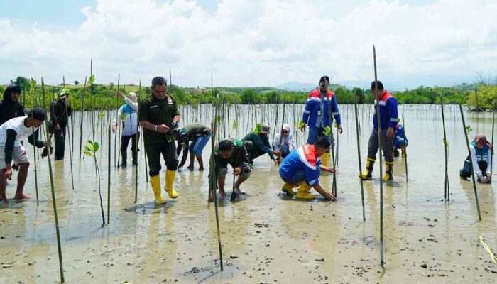 Pertamina Hijaukan Pesisir Pohuwato dengan 1.000 Mangrove