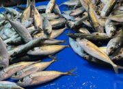 Pedagang dan Pembeli Lega, Harga Ikan di Palu Kembali Normal