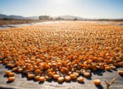 Pemerintah Gulirkan SPHP Jagung Mulai Pekan Ketiga September 2025