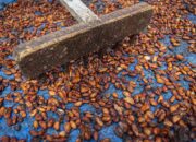 Harga Biji Kakao di Palu Anjlok Rp50.000 per Kg