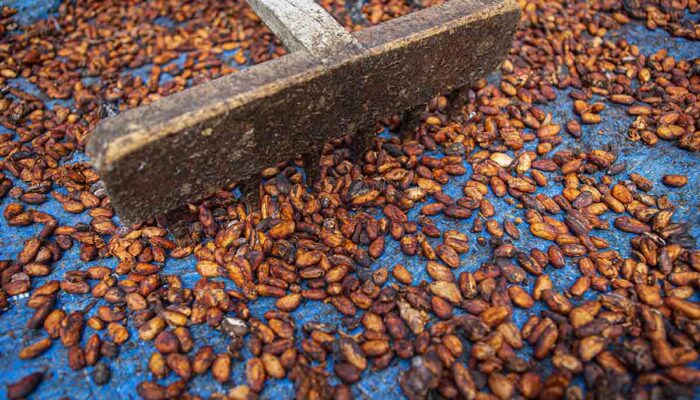 Harga Biji Kakao di Palu Anjlok Rp50.000 per Kg