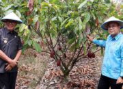 Petani Poso Naik Kelas, Kakao Fermentasi Tembus Pasar Global