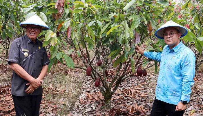 Petani Poso Naik Kelas, Kakao Fermentasi Tembus Pasar Global