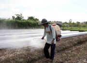 CSR IMIP Dorong Produktivitas Petani Lokal Melalui Pendampingan Terpadu