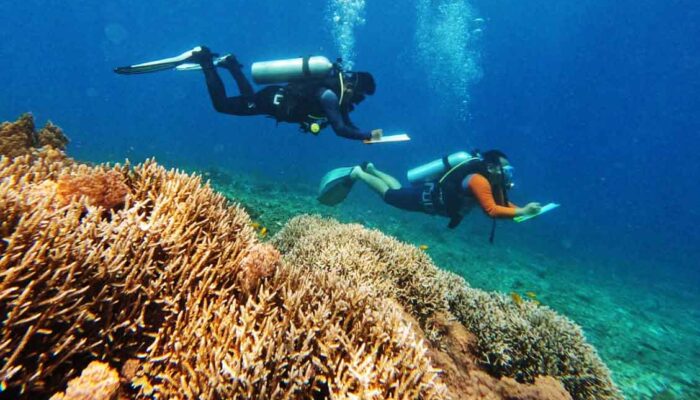 IMIP Rehabilitasi Terumbu Karang dan Berdayakan Warga Pulau Sombori