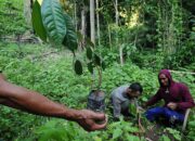 373 Ribu Hektare Lahan di Sulteng Butuh Rehabilitasi