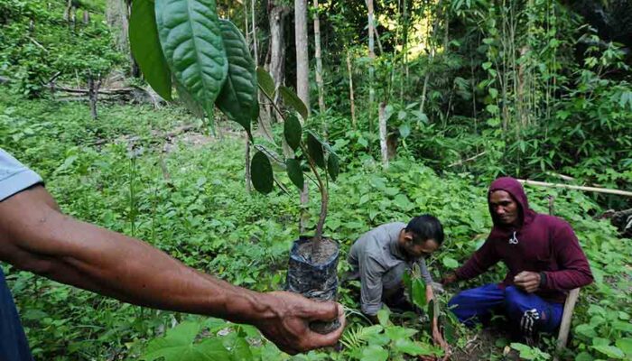 373 Ribu Hektare Lahan di Sulteng Butuh Rehabilitasi