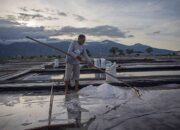 Garam Talise Siap Didaftarkan sebagai Indikasi Geografis