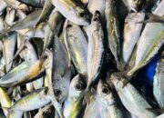 Harga Ikan Laut di Pasar Inpres Palu Mahal Lagi
