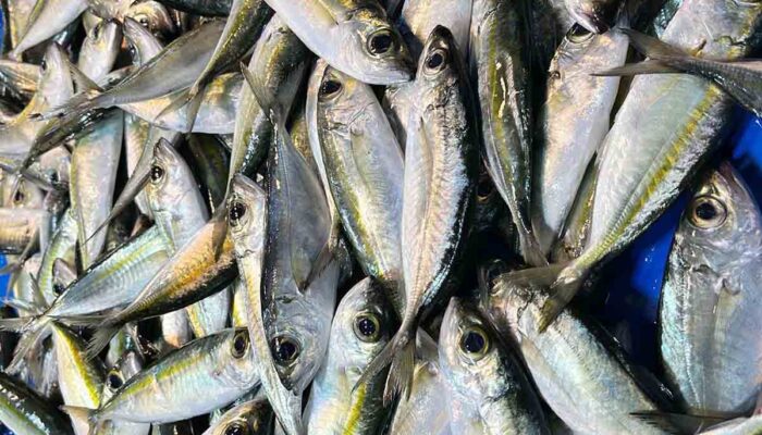 Harga Ikan Laut di Pasar Inpres Palu Mahal Lagi