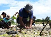 IMIP Gaet Pemuda Palu Hijaukan Pesisir Teluk Palu