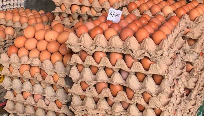 Kenaikan Harga Telur di Palu Diprediksi Hingga Menjelang Nataru