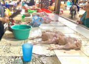 Menjelang Nataru, Harga Ayam Potong di Palu Naik Signifikan