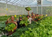 Hidroponik di Lahan Terbatas, Solusi Ketahanan Pangan di Kawasan Industri IMIP