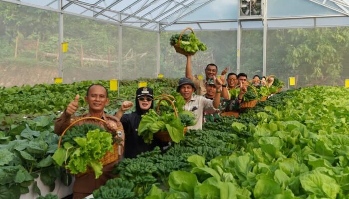 Hidroponik di Lahan Terbatas, Solusi Ketahanan Pangan di Kawasan Industri IMIP