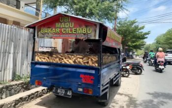 Manisnya Ubi Cilembu Bikin Warga Palu Ketagihan