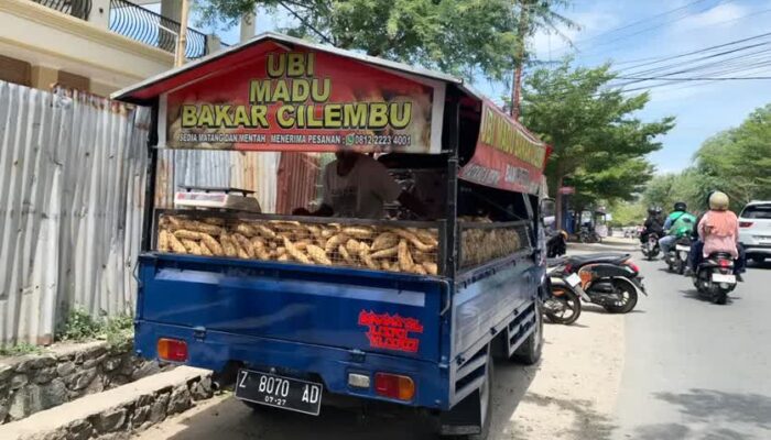 Manisnya Ubi Cilembu Bikin Warga Palu Ketagihan